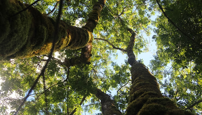 Preservação da biodiversidade: como as árvores nativas contribuem para a proteção de espécies em extinção